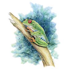 1) draw a rectangle that will define the conditional proportions and boundaries of the chosen drawing. Red Eyed Tree Frog Limited Edition Print Wildlife Drawings By Jim Wilson
