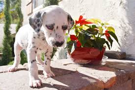 Once the puppies are born, prices may go up based on the color of the pup. Dalmatian Puppies For Sale Riverside Ca 286583