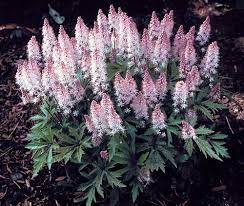 Check spelling or type a new query. Tiarella 39 Pink Skyrocket 39 Is One Of Many Tiarella Cultivars That Are Fantastic For Shade Gardens These Plants Shade Plants Plants Fairy Garden Plants