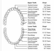 36 Best Dental Charting Images Dental Dental Charting
