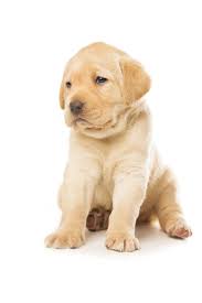 Cute Little Labrador Retriever Puppy Isolated Over White Background Labradorretriever Labrador Retriever Funny Labrador Retriever Labrador