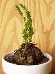 Image result for Aeollanthus subacaulis