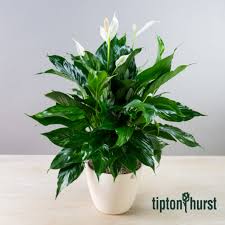 Earl Ray Sorrells Obituary May 30, 2024