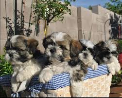 Check spelling or type a new query. Adorable 3 Month Old Shih Tzu Puppies Shih Tzu Shih Tzu Dog Shih Tzu Puppy