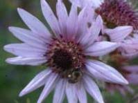 Image result for Berkheya zeyheri