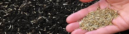 Check spelling or type a new query. Quality Grass Seed For The Garden Buy Grass Seed Online