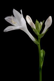 Back page of 251 next. White Flower Black Background Free Stock Photo Negativespace