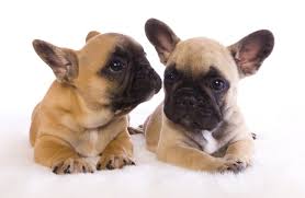 Animalssale found 1270 french bulldog puppies for sale in usa, which meet your criteria. French Bulldog Puppies For Sale In Scotland Glasgow Edinburgh Petsyoulove
