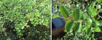 Image result for Ziziphus mauritiana