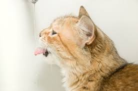 Try new bowls from time to time, or give it a drink. Drinking Water For Cats Vetwest Animal Hospitals