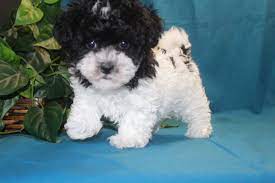 Maltipoo Tlc Puppy Love Puppies Maltipoo Cute Animals