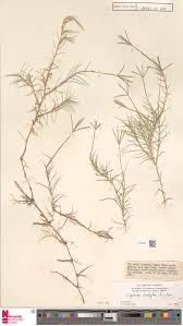 Image result for Enteropogon monostachyos