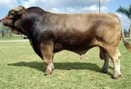 404 Page Cannot Be Found Cattle Ranching Bull Cow Animal Companions