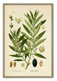 Olive Branch Print Vintage Olive Tree Olive Botanical Etsy Botanical Illustration Tree Illustration Olive Branch