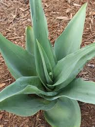 Image result for Ledebouria