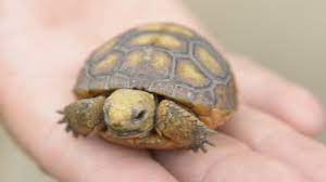 Gopher Tortoises Rescued Youtube