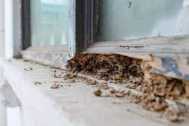 Termites may cause expensive damage to your home. Does Home Insurance Cover Termite Damage