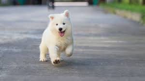 A good rule of thumb is that puppies can usually hold their urine for their age in months plus one, converted to hours. Puppy Development From 8 To 12 Weeks