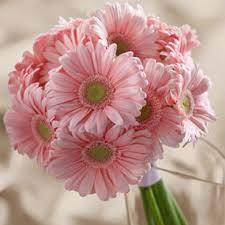 Adgro Royal Peachy Pink Gerbera Daisy Seed Superior Color Wedding Bouquets Pink Gerbera Bouquet Gerbera Daisy Bouquet