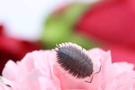 Image result for Isoetes pichisermollii