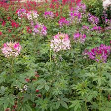Image result for Cleome densifolia