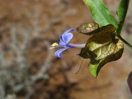 Image result for Megalochlamys