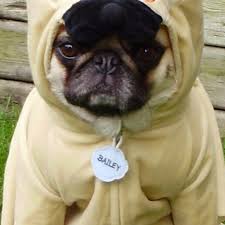 Amazon Com Funny Animal Wallpaper Hd Wallpapers Of Funny Animals Appstore For Android Please contact us if you want to publish a funny animal. funny animal wallpaper hd wallpapers