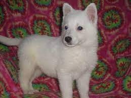 Check spelling or type a new query. Akc Snow White German Shepherd Puppies For Sale In Jefferson Ohio Classified Americanlisted Com