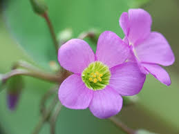 Image result for Oxalis latifolia