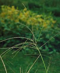 Image result for Digitaria acuminatissima