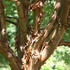 Pin On Plants For Winter Bark