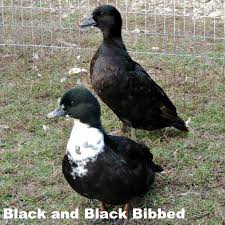 Black And Yellow Duckling Breed Call Ducklings Ducklings Duckling Care Dark Wings