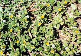 The purslane weed can be controlled though, if you are familiar with all of the ways it can thwart you trying to remove it. Portulaca Oleracea