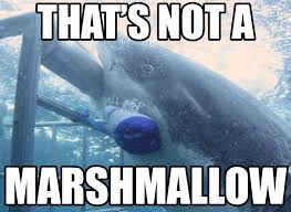 20 Side Splitting Shark Memes To Give You Laughs Sayingimages Com Shark Week Memes Shark Week Shark