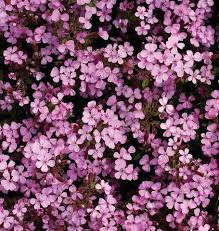 Soapwort which is known scientifically as saponaria officinalis originated in europe but has since spread to various other parts of the globe. Rock Soapwort Seeds West Coast Seeds