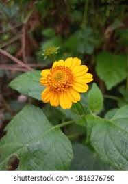 Image result for Aspilia africana