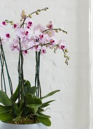 We did not find results for: General Orchid Care Your Orchid Questions