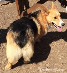 What's the difference between the cardigan and pembrokes akc standards? Pembroke Welsh Corgi Dog Breed Information And Pictures