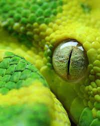 Pin By Tanjas Design On Beautography Reptiles Animals Beautiful Reptile Eye Cool Eyes