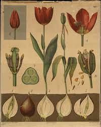 Wallace Gardens Botanical Tulip Botanical Illustration Botanical Drawings
