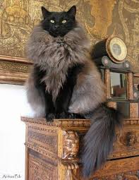 Find many great new & used options and get the best deals for quay australia kitti black / smoke authentic women designer sunglasses at the best online prices at ebay! Black Smoke Norwegian Forest Cat Cats Cute Cats Pretty Cats