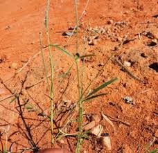 Image result for Tephrosia linearis