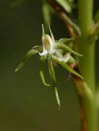 Image result for Habenaria nyikana