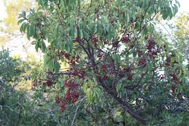 Image result for Andrachne