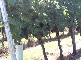 An tafeltrauben werden andere anforderungen gestellt als an die keltertrauben: Weinrebe Im Garten Traumhaft Schone Begrunung Leckeres Obst