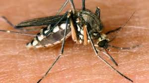 Auf dieser seite erfahren sie in 3 minuten wie sie lästige mücken aus ihrer wohnung vertreiben können! Insektenplage Tipps Fur Den Kampf Gegen Mucken Augsburger Allgemeine