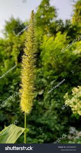 Image result for Setaria parviflora