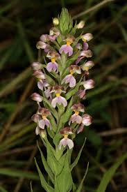 Image result for Brachycorythis