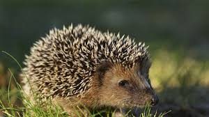 Wildtiere Igel In Europa Gibt Es Zwei Igelarten Den Braunbrustigel S O Und Den Nordlichen Weissbrustigel In Heimischen Igel Im Garten Igelhaus Wilde Tiere