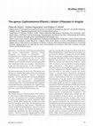 Image result for Cyphostemma stenolobum